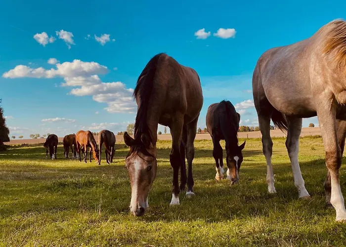 Nyaraló Ferienhaus Am Pferdehof